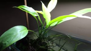 Philodendron sp. Papua New Guinea