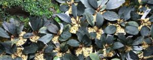 Bucephalandra dark achilles
