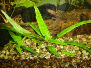 Cryptocoryne Wendtii var. Krauteri