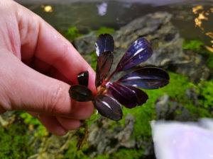 Bucephalandra sp. pandora queen