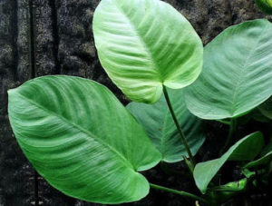 Anubias barteri var. Caladiifolia