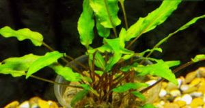 Cryptocoryne Wendtii var. "lutea"