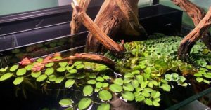Salvinia natans