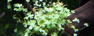 Hydrocotyle tripartita