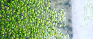 Salvinia natans