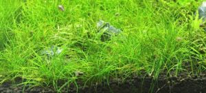 Eleocharis acicularis
