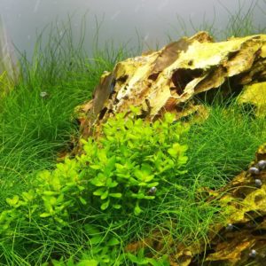 Rotala indica