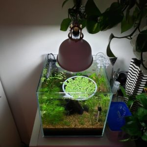 Salvinia natans