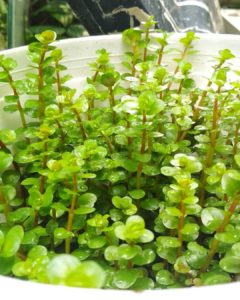 Rotala indica
