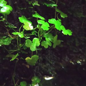 Hydrocotyle tripartita