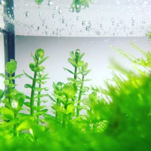Rotala indica
