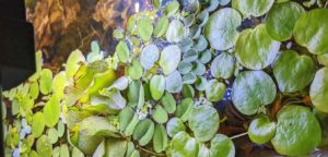 Salvinia natans