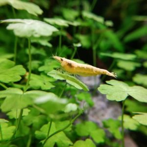 Hydrocotyle tripartita