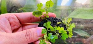 Hydrocotyle tripartita