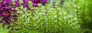 Rotala indica