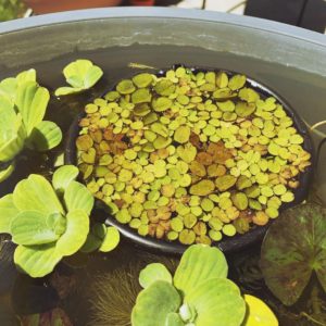 Salvinia natans