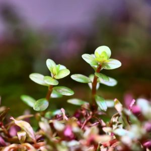 Rotala indica