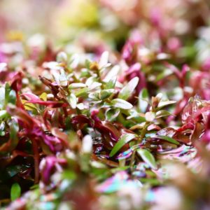 Rotala indica