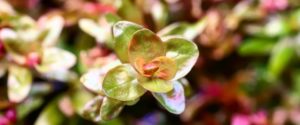 Rotala indica