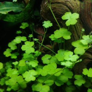 Hydrocotyle tripartita