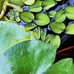 Salvinia natans