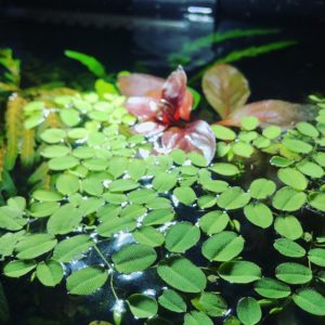 Salvinia natans