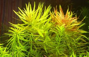 Limnophila aromatica
