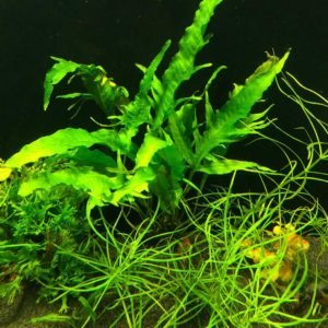 Pogostemon octopus