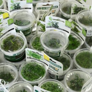 меристемные аквариумные растения