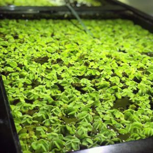Salvinia natans