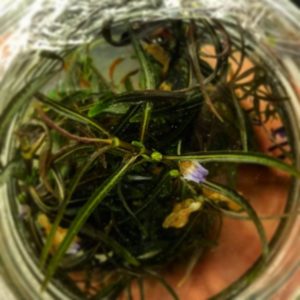 меристемные аквариумные растения