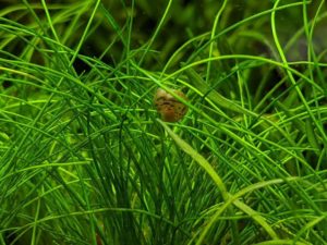 Eleocharis acicularis