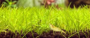 Eleocharis acicularis