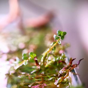 Rotala indica