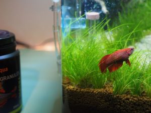 Eleocharis acicularis