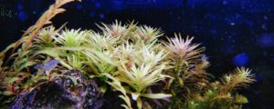 Limnophila aromatica