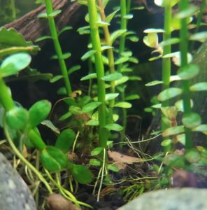 Rotala indica