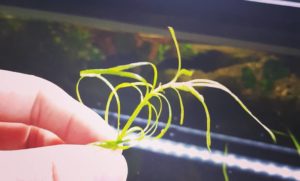 Pogostemon octopus