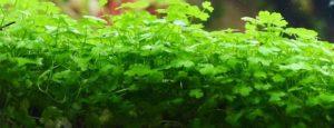Hydrocotyle tripartita