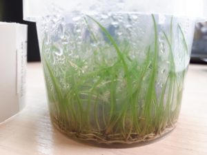 Eleocharis acicularis