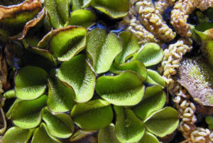 Salvinia auriculata