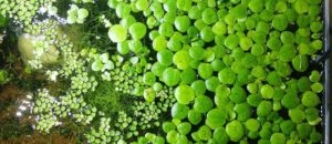Salvinia natans
