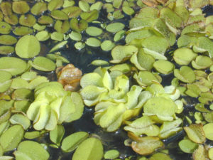 Salvinia adnata