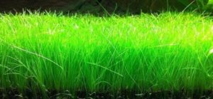 Eleocharis acicularis