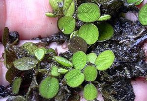 Salvinia nymphellula