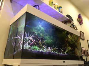 Aqua-Medic Светильник LED Qube 50 Plant