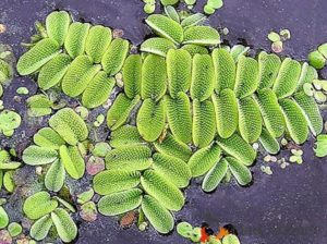 Salvinia reusii