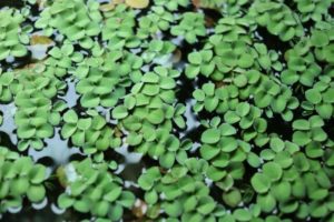 Salvinia cucullata