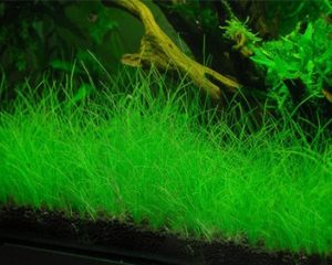 Eleocharis acicularis