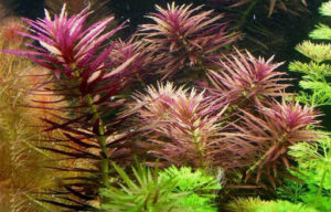 Limnophila aromatica